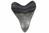 Fossil Megalodon Tooth - South Carolina #357373-2